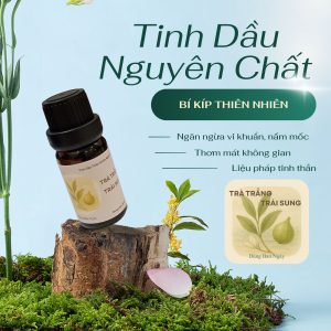 Alternative view of Tinh dầu Trà Trắng Trái Sung