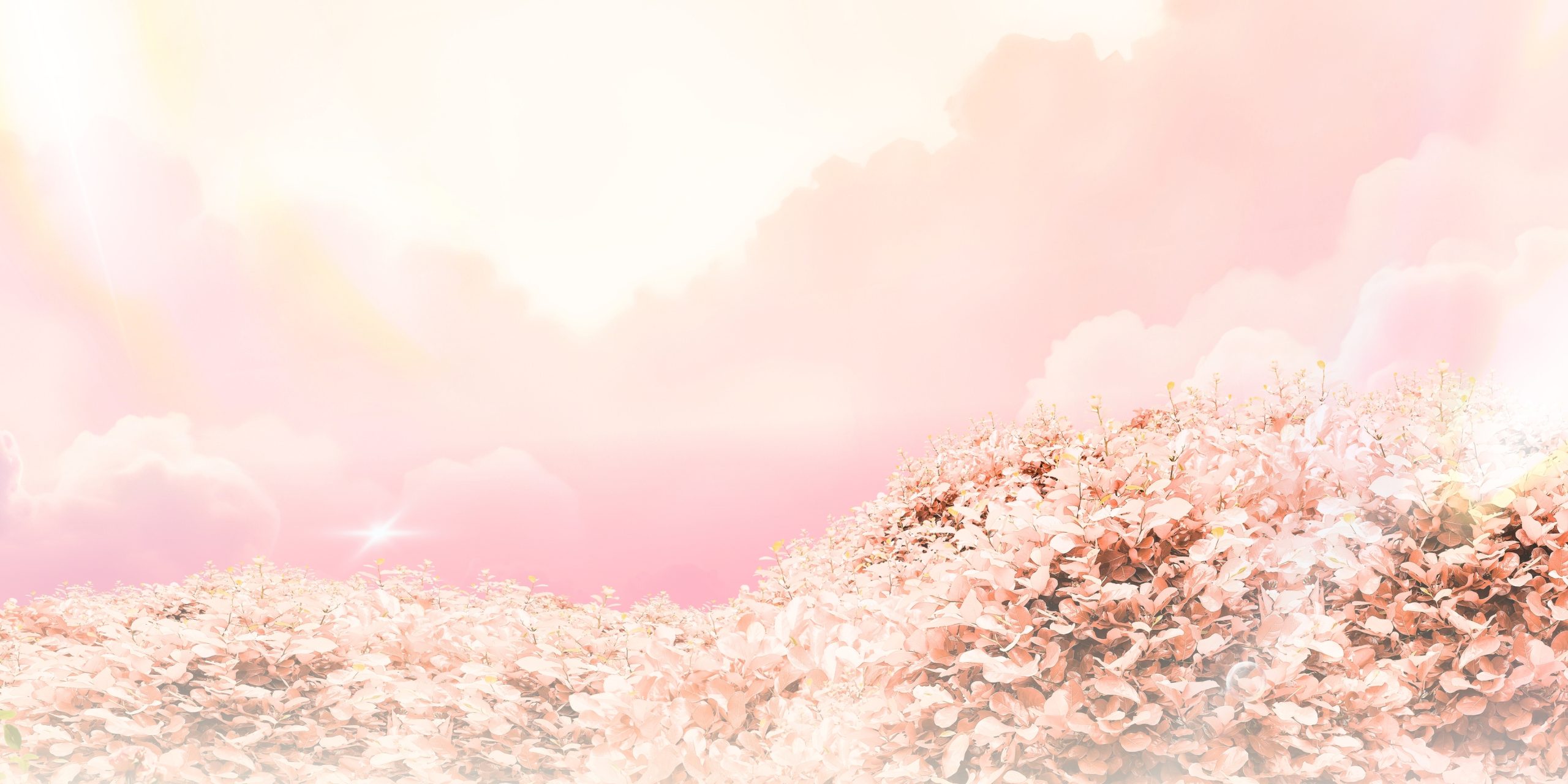 banner solenva 1 scaled